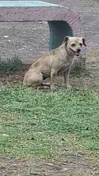 Foto del avistamiento de perro
