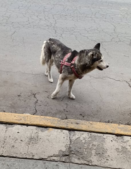 Foto del avistamiento de perro