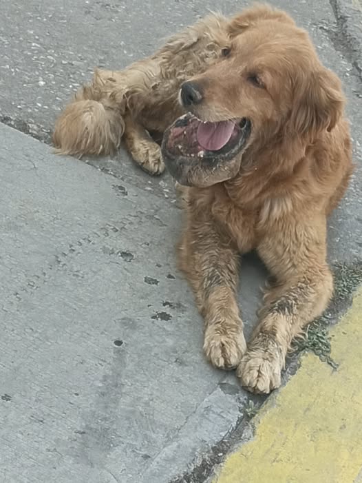 Dog sighting photo