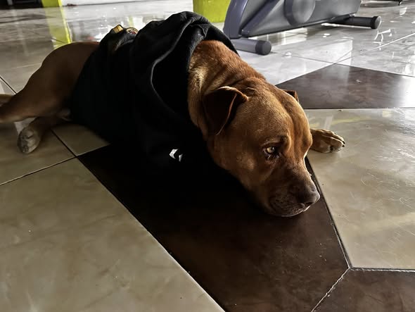 Dog sighting photo