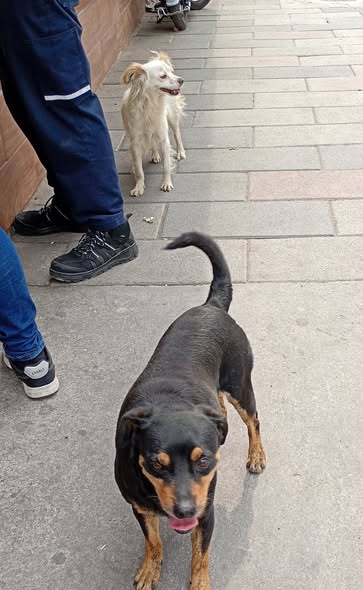 Foto del avistamiento de perro
