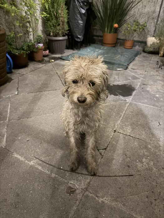 Foto del avistamiento de perro
