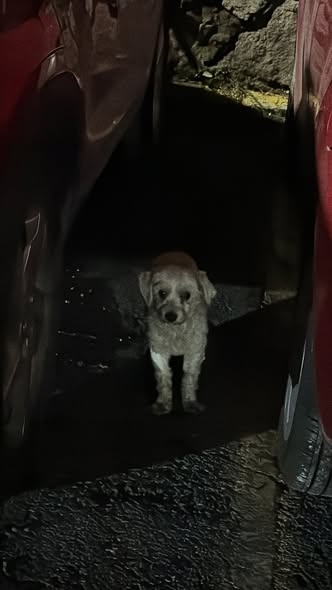 Foto del avistamiento de perro