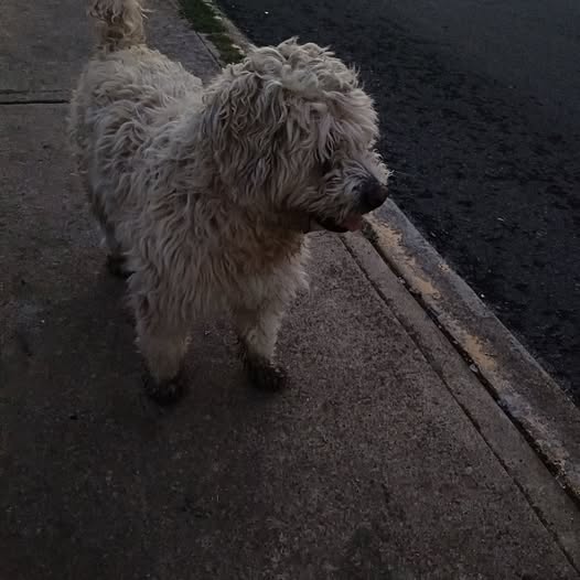 Foto del avistamiento de perro