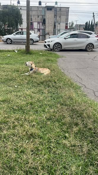 Foto del avistamiento de perro