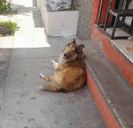 Foto del avistamiento de perro