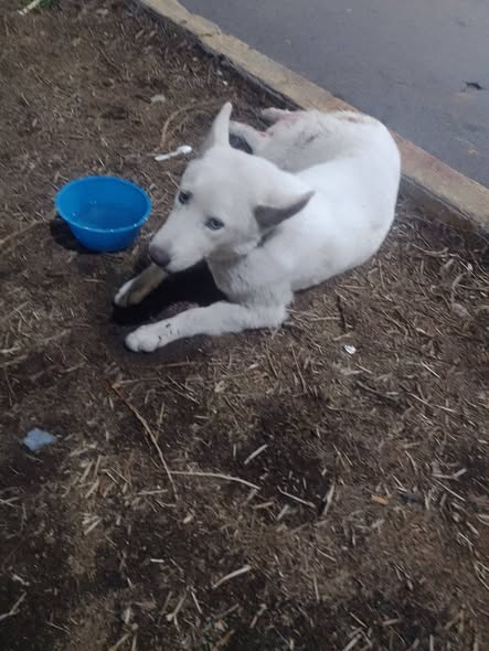 Foto del avistamiento de perro