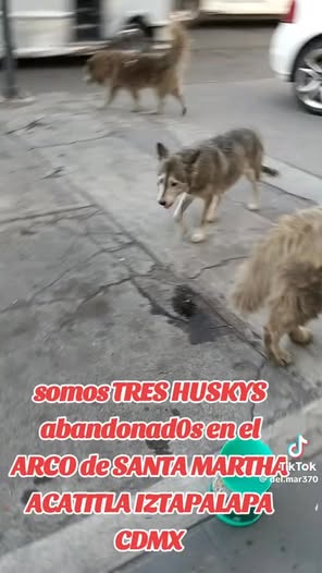 Foto del avistamiento de perro
