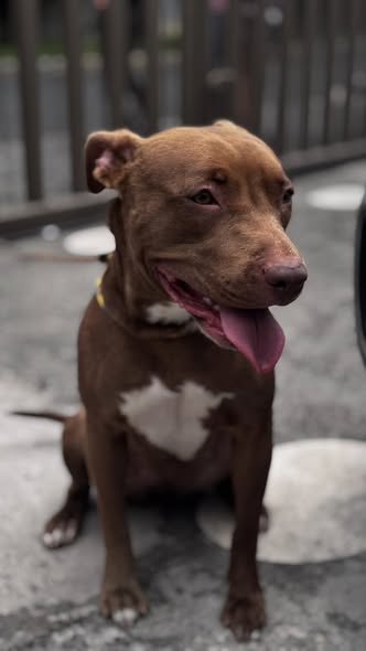Foto del avistamiento de perro