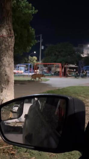 Foto del avistamiento de perro