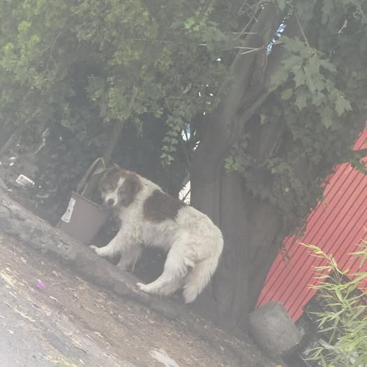 Dog sighting photo