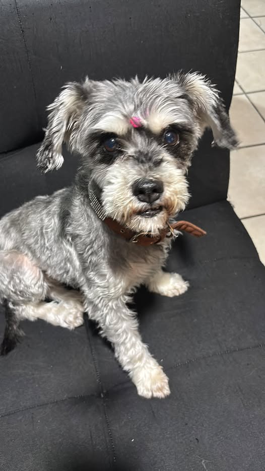 Foto del avistamiento de perro