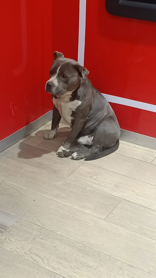Foto del avistamiento de perro