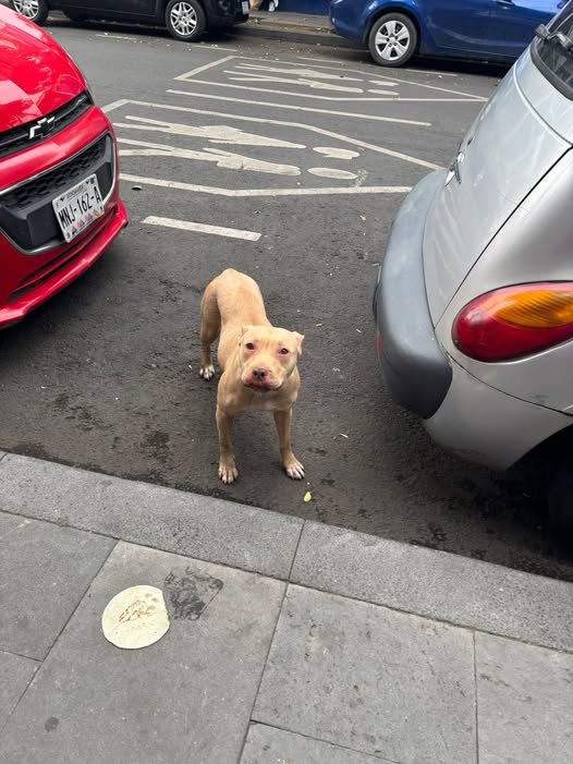 Foto del avistamiento de perro