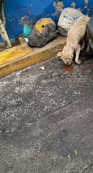 Foto del avistamiento de perro