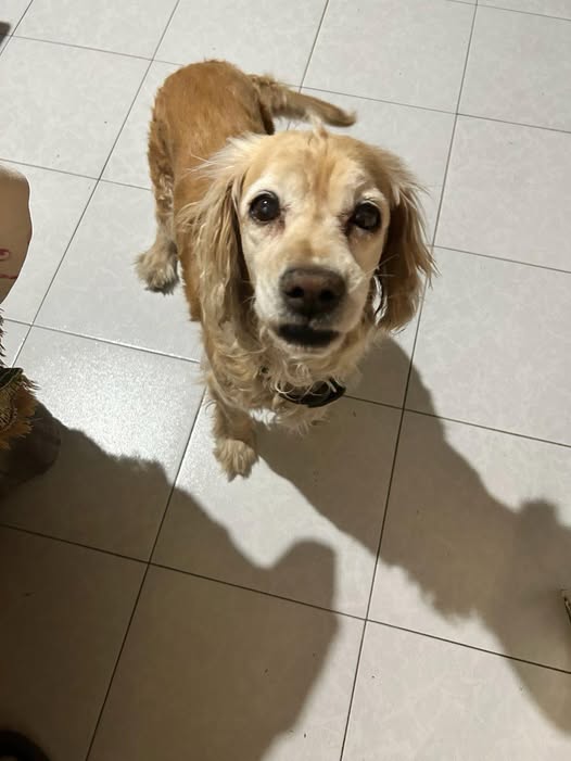 Foto del avistamiento de perro