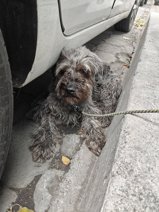 Foto del avistamiento de perro