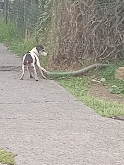 Foto del avistamiento de perro