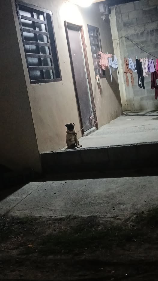 Foto del avistamiento de perro