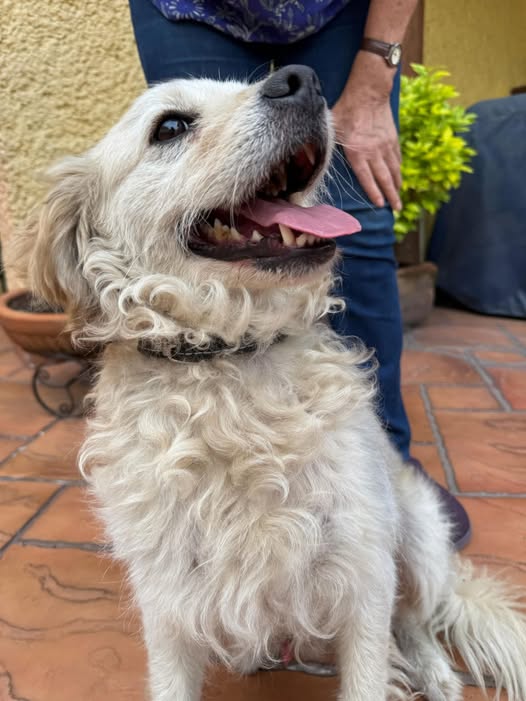 Foto del avistamiento de perro