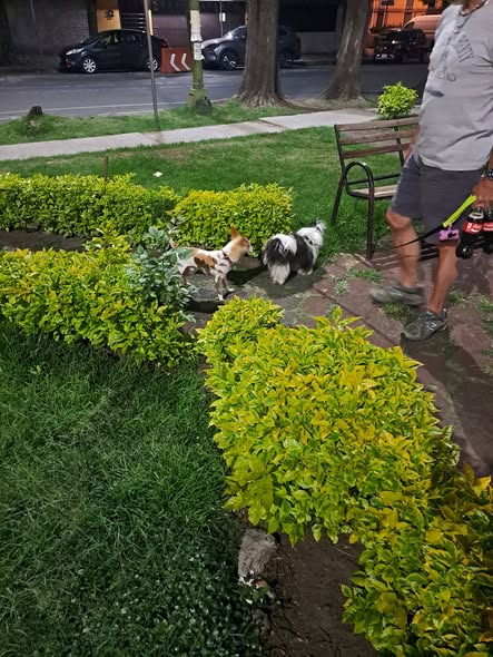 Foto del avistamiento de perro
