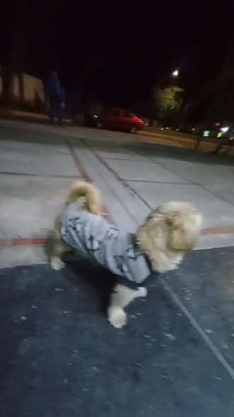 Foto del avistamiento de perro