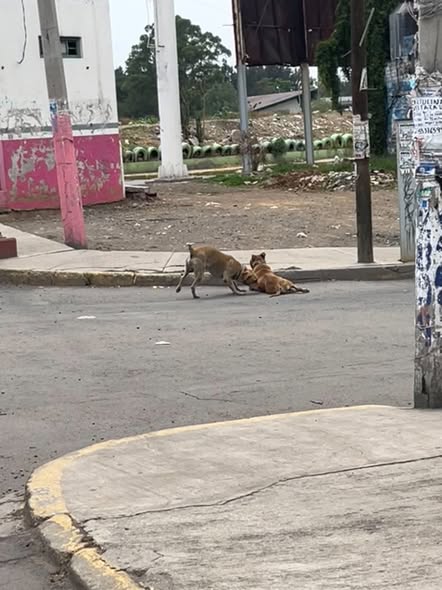 Foto del avistamiento de perro