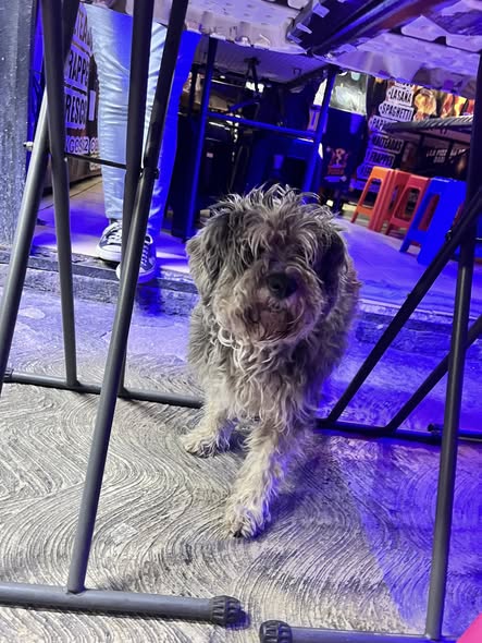 Foto del avistamiento de perro