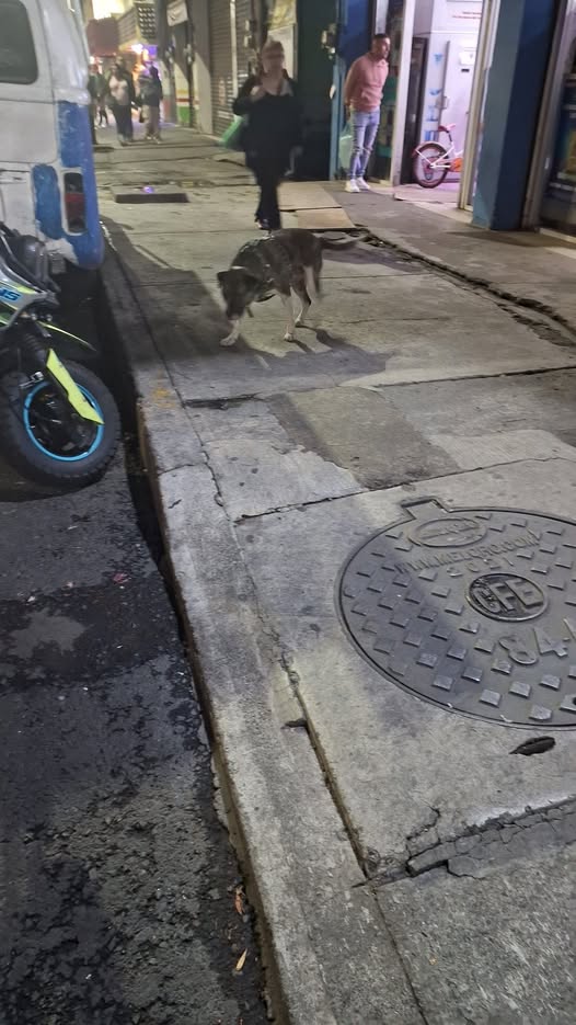 Foto del avistamiento de perro