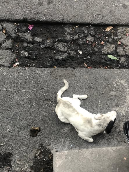 Dog sighting photo