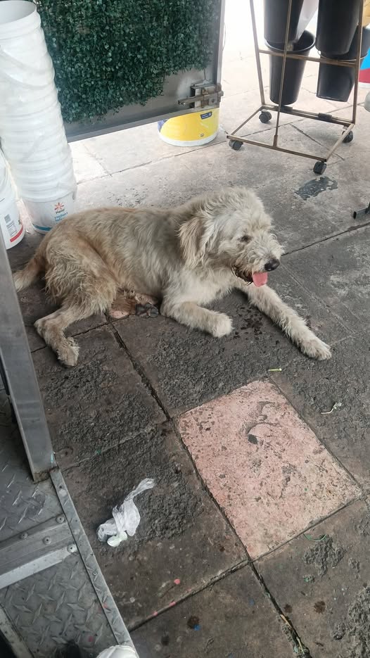 Foto del avistamiento de perro