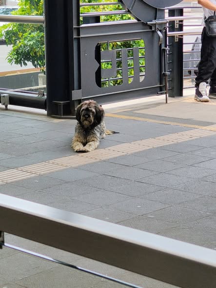 Foto del avistamiento de perro