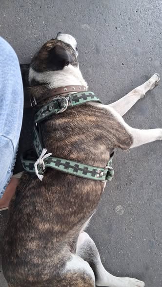 Foto del avistamiento de perro