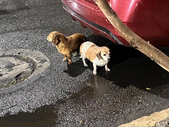 Dog sighting photo