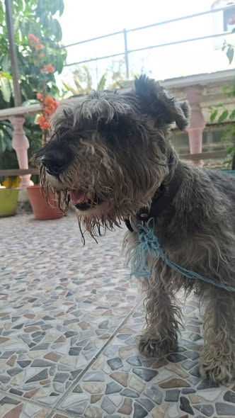 Dog sighting photo