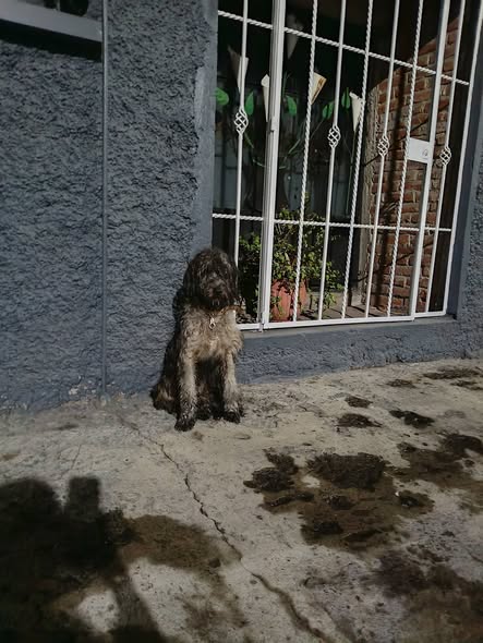 Dog sighting photo