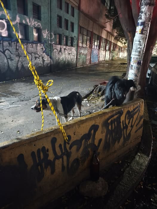 Foto del avistamiento de perro