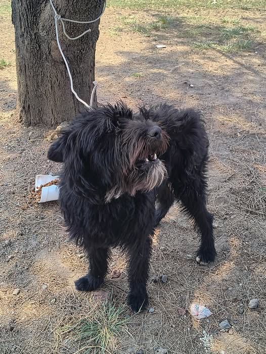 Dog sighting photo
