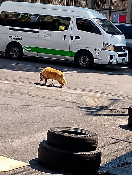Dog sighting photo