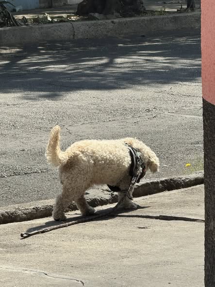 Dog sighting photo