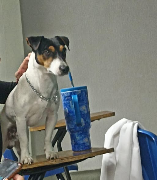 Foto del avistamiento de perro