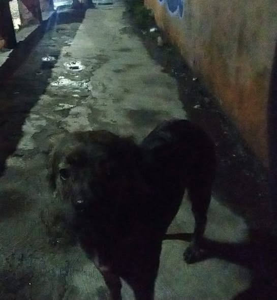 Foto del avistamiento de perro