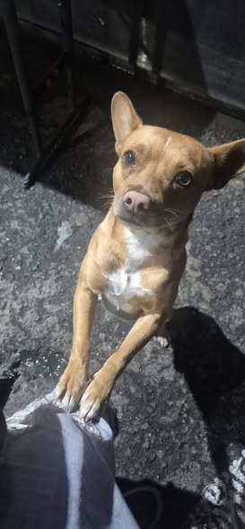 Foto del avistamiento de perro
