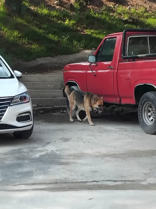 Foto del avistamiento de perro