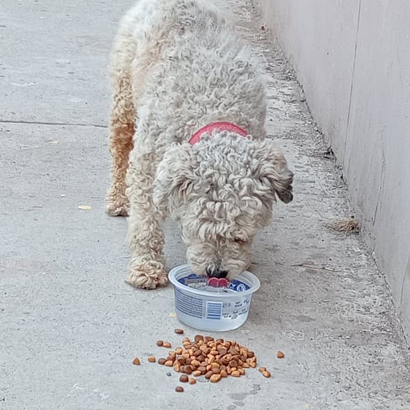 Foto del avistamiento de perro