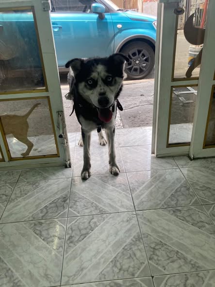 Foto del avistamiento de perro