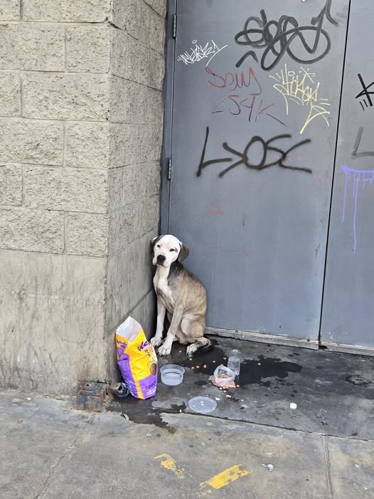 Foto del avistamiento de perro