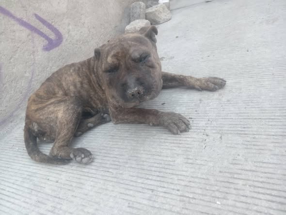 Foto del avistamiento de perro