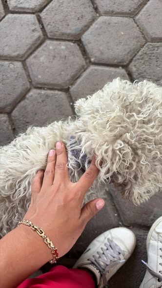 Dog sighting photo
