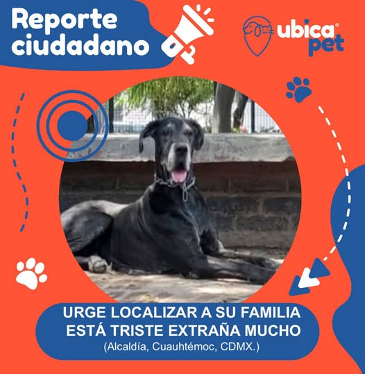 Foto del avistamiento de perro
